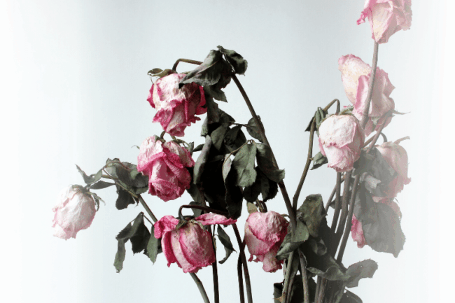 Vertrocknete Rosen